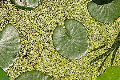 像素风模拟经营《Chef RPG》9月12日发售 暂不支持中文